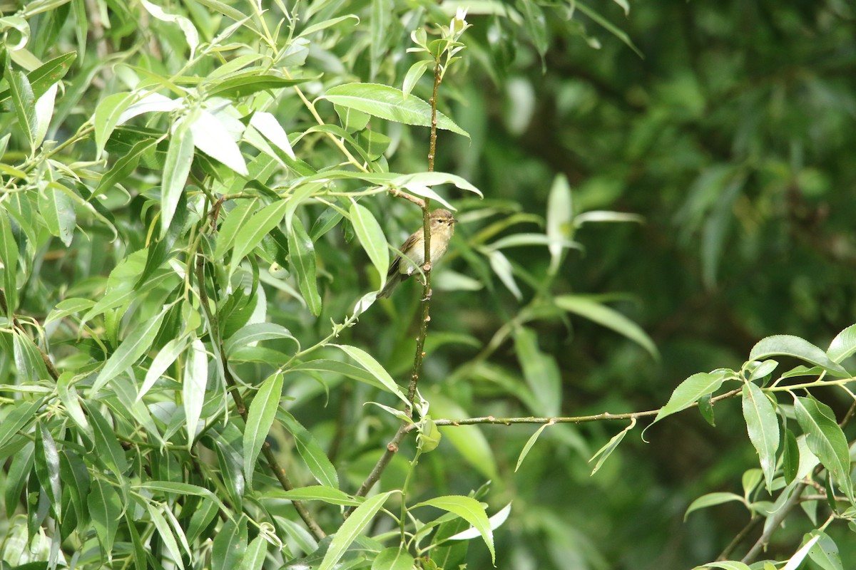 עלווית אפורה - ML619895709