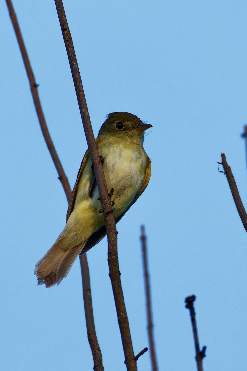 Acadian Flycatcher - ML619895725