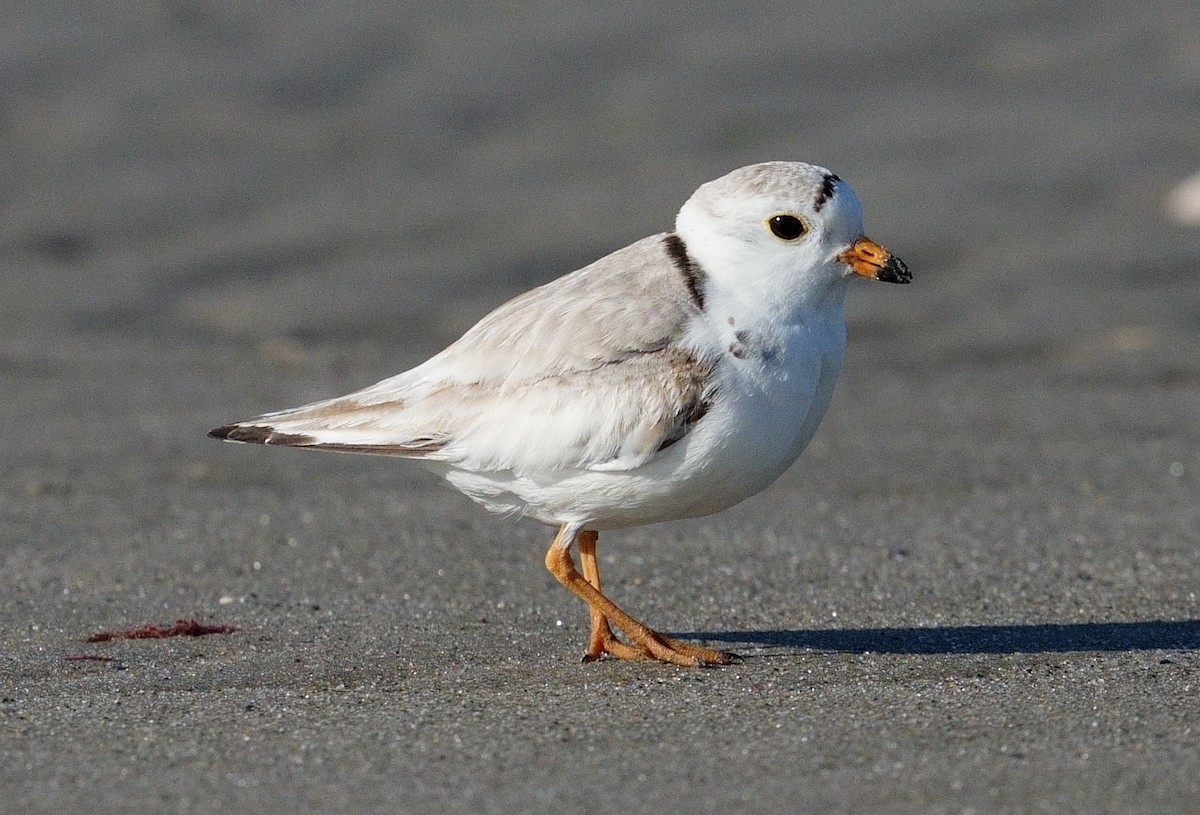 Piping Plover - ML619895740