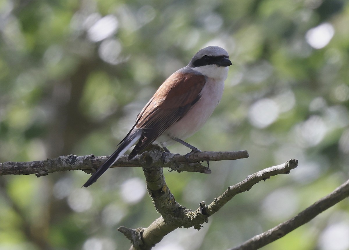 Red-backed Shrike - ML619895758