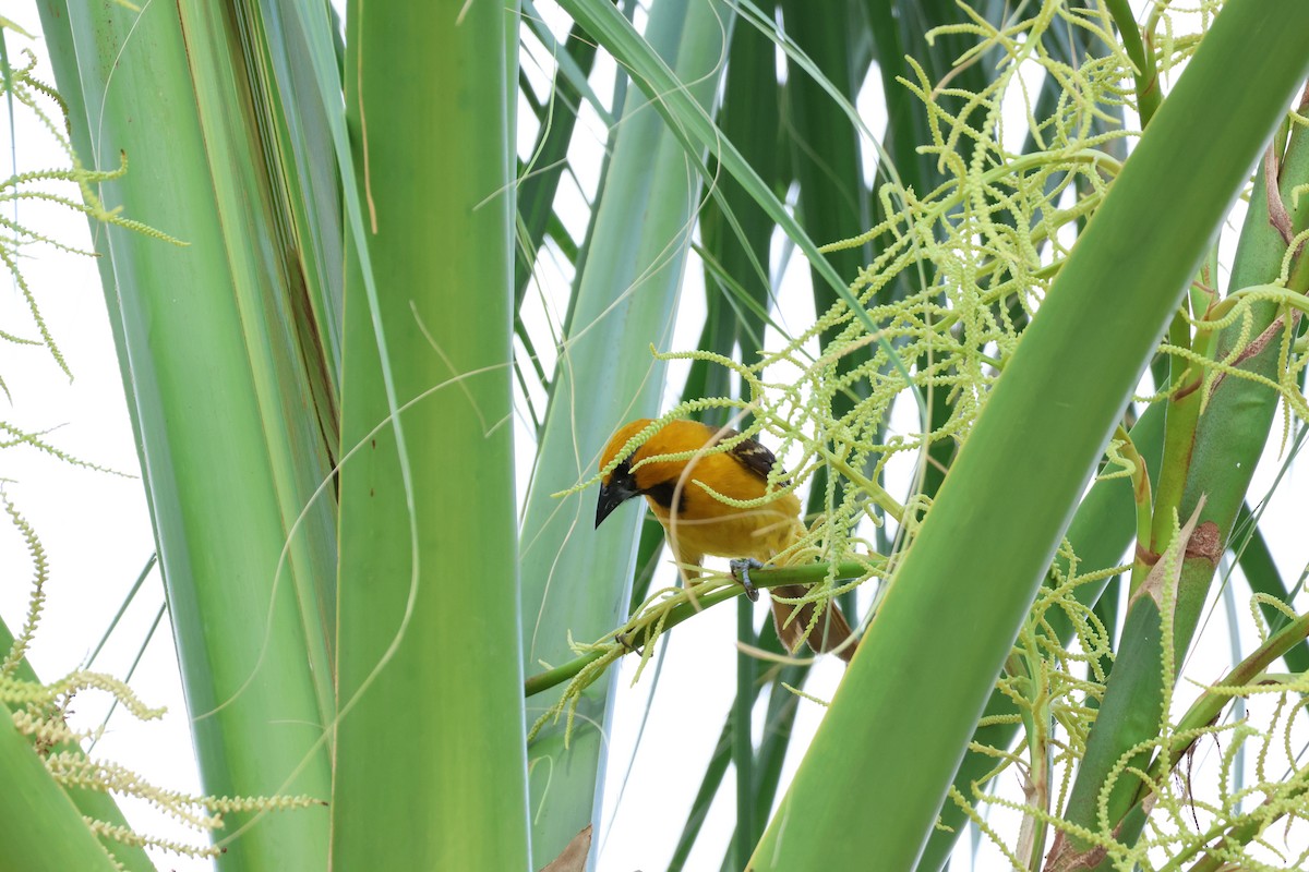 Oriole à gros bec - ML619895769