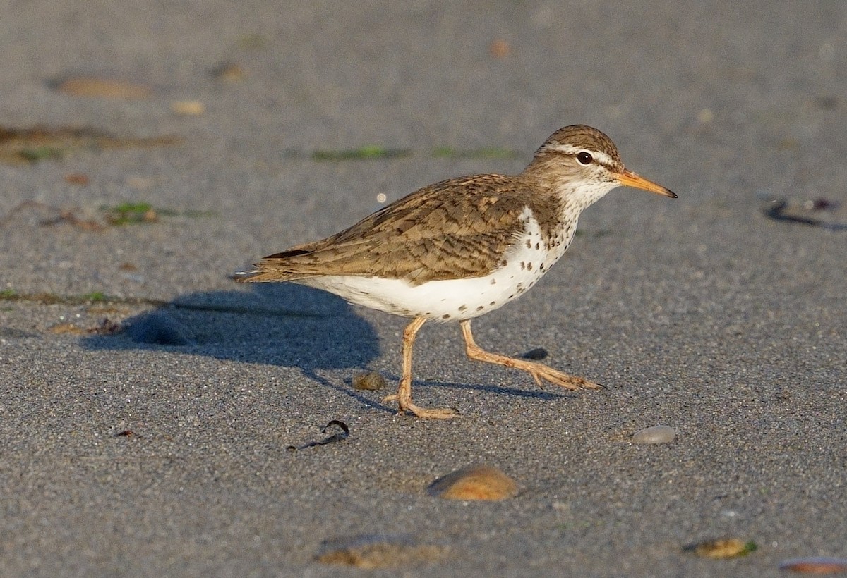 Spotted Sandpiper - ML619895775