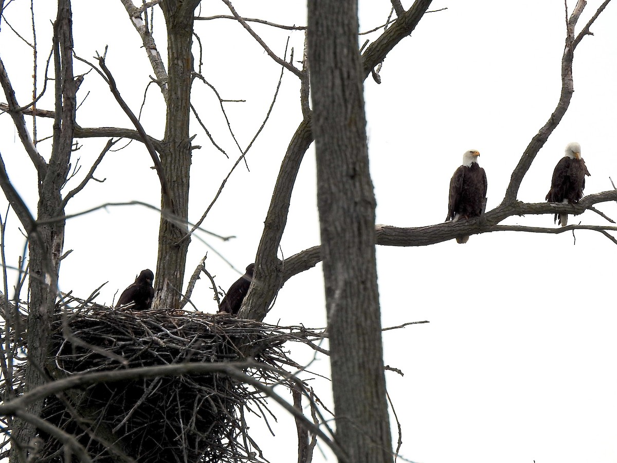 Bald Eagle - ML619895778