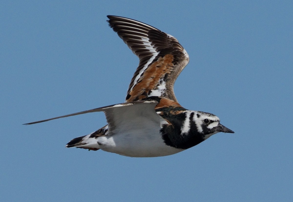 Ruddy Turnstone - ML619895779