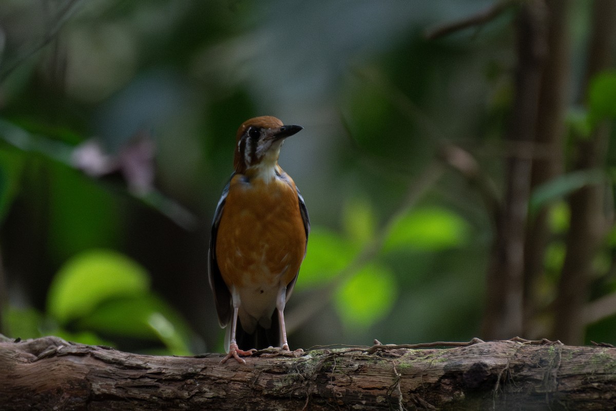 Orange-headed Thrush - ML619895792