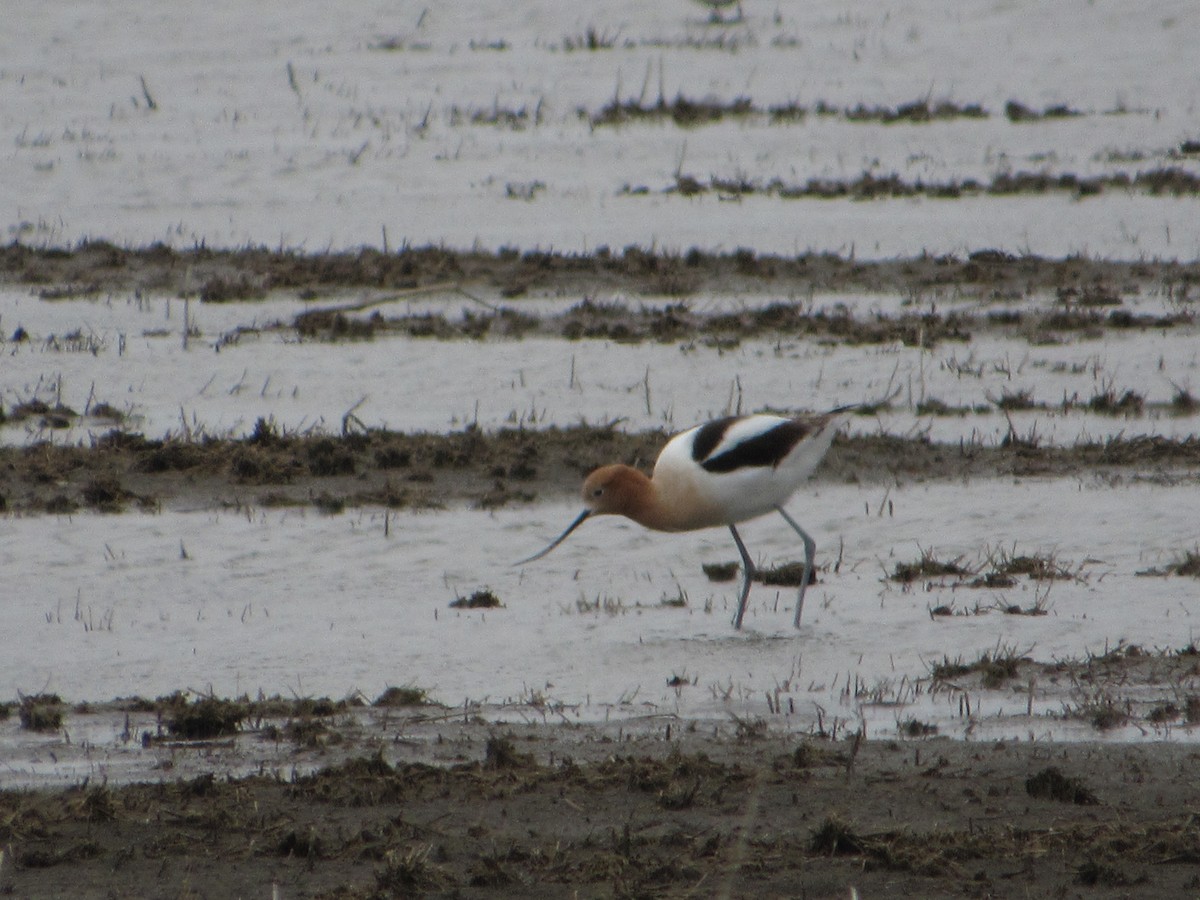 Avocette d'Amérique - ML619895795