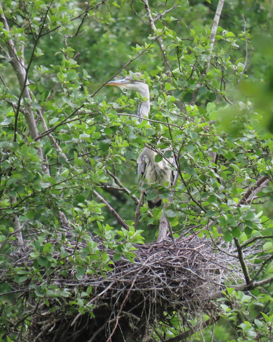 Koartza hauskara (cinerea/jouyi) - ML619895796