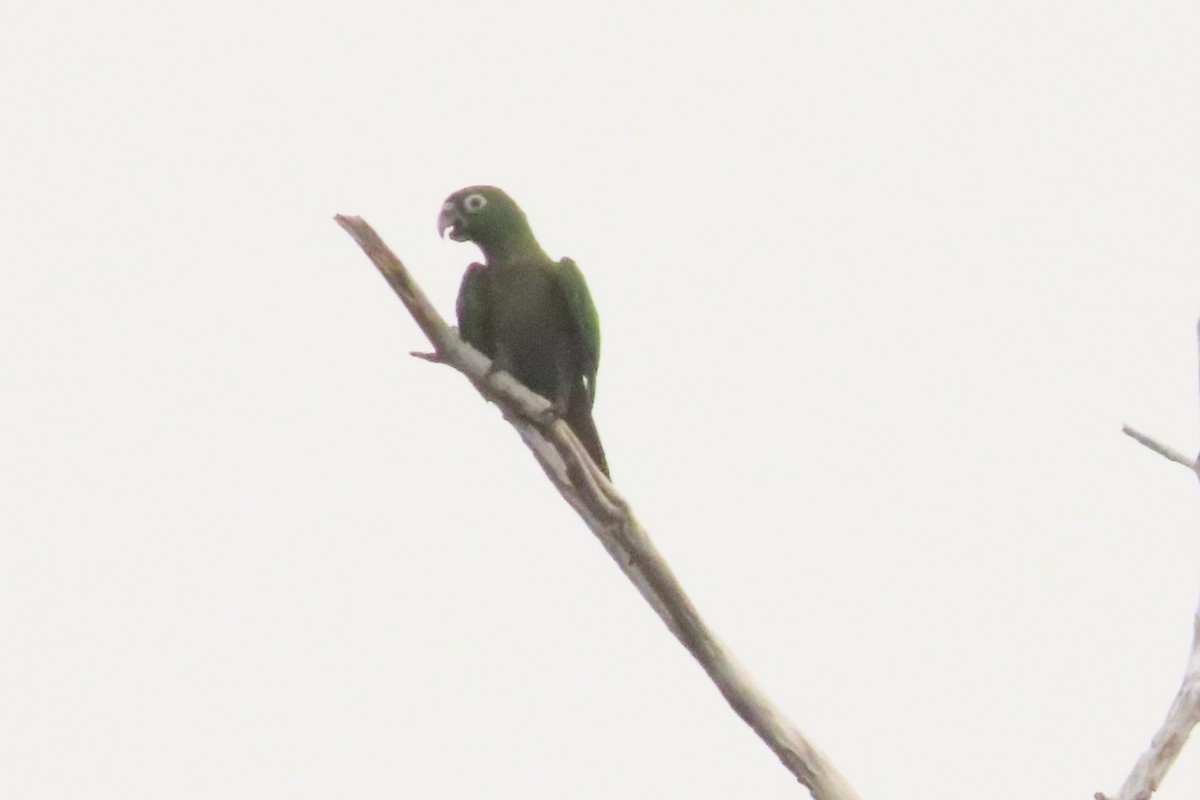 Olive-throated Parakeet - ML619895798