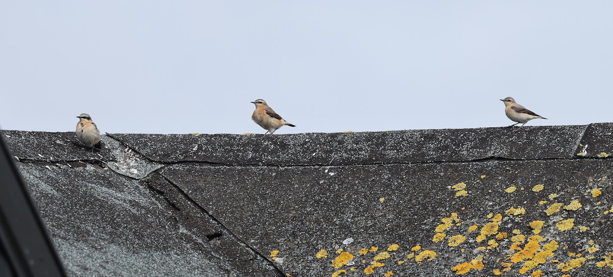 Northern Wheatear - ML619895808