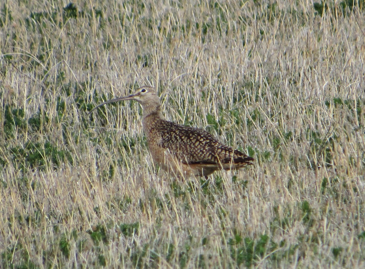 Long-billed Curlew - ML619895811