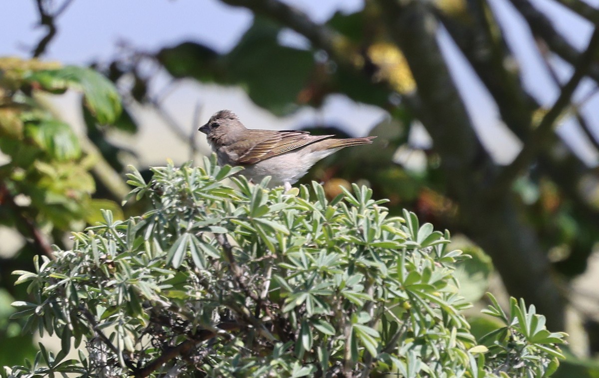 Common Rosefinch - ML619895822