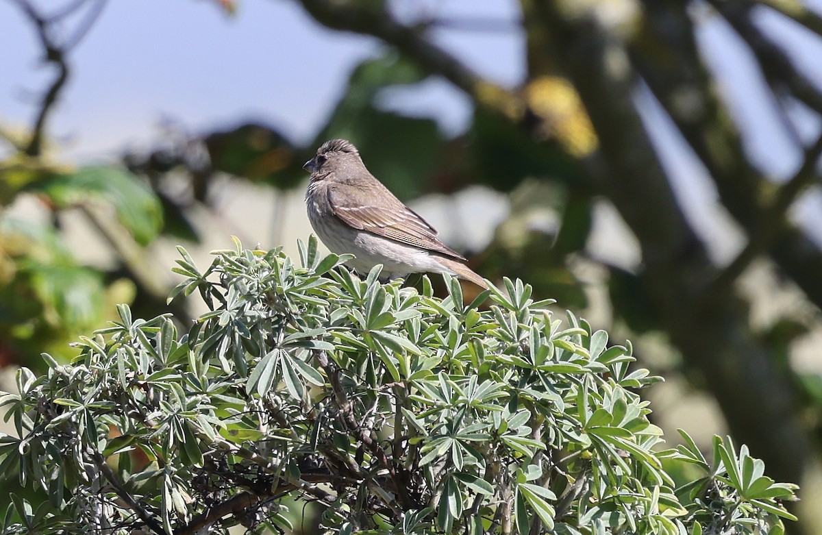 Common Rosefinch - ML619895824