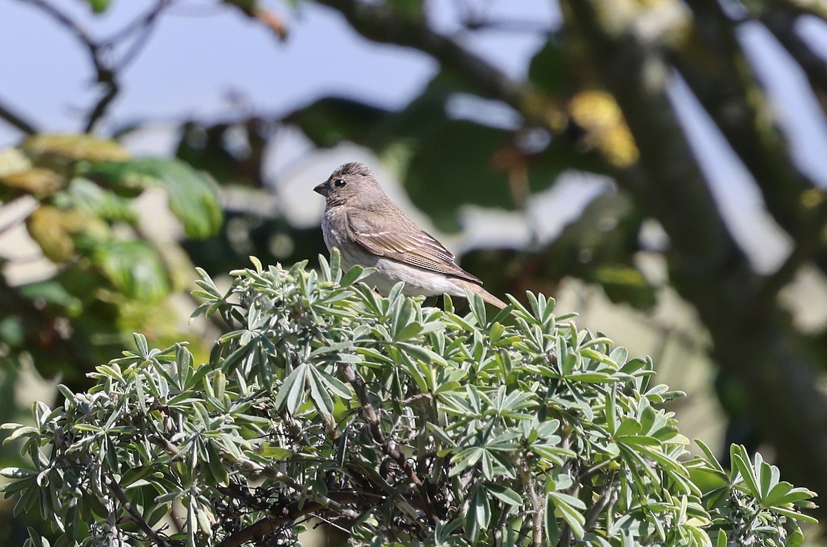 Common Rosefinch - ML619895825