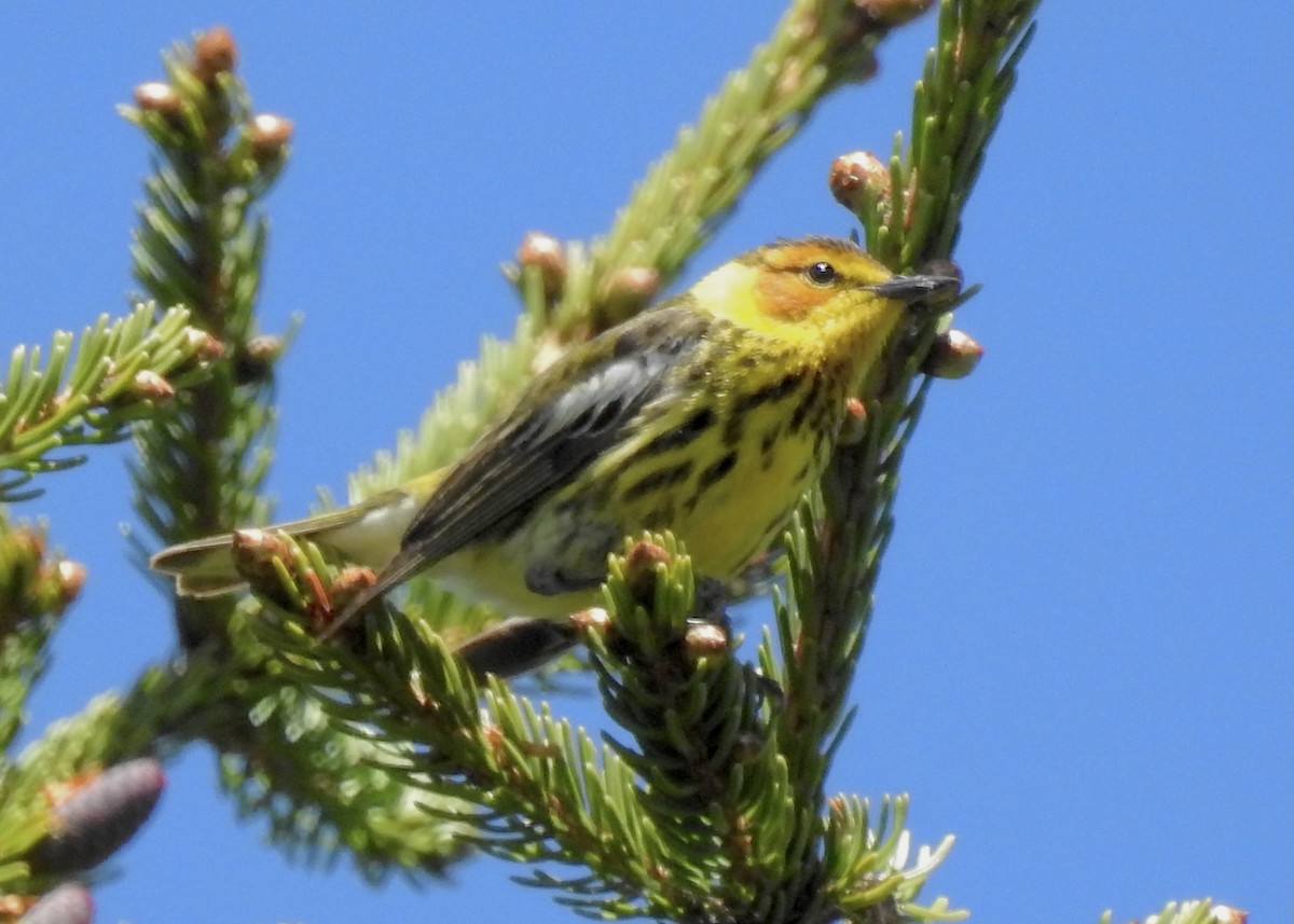 Cape May Warbler - ML619895829