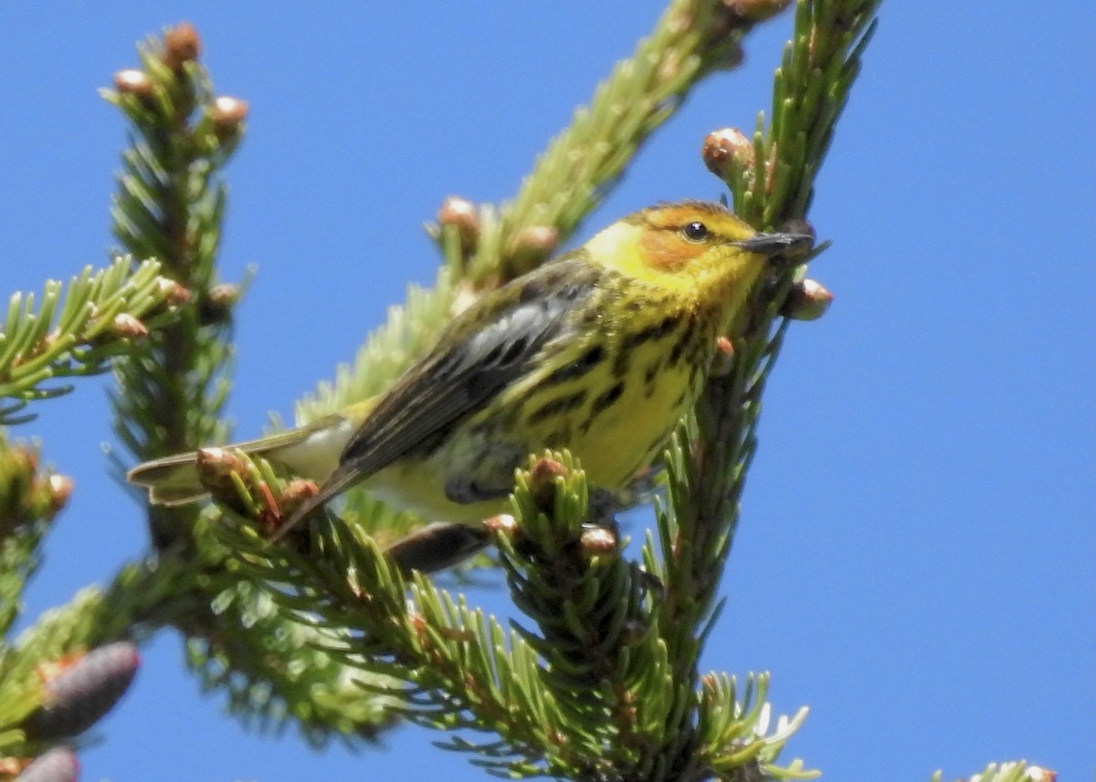 Tigerwaldsänger - ML619895829