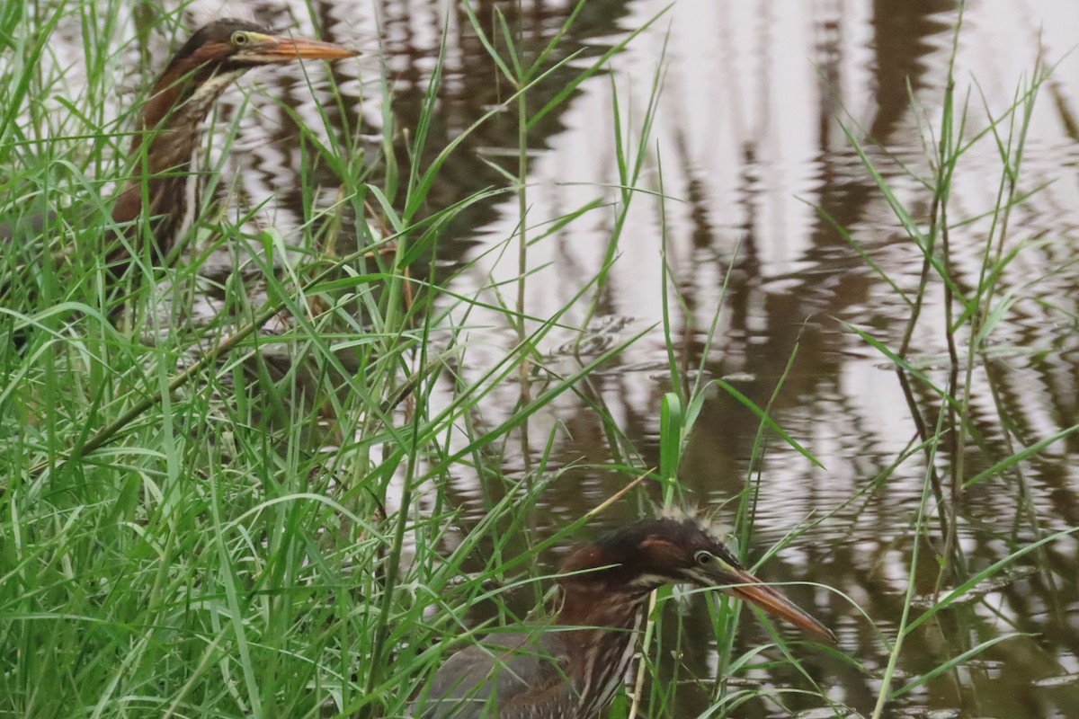 Green Heron - ML619895839