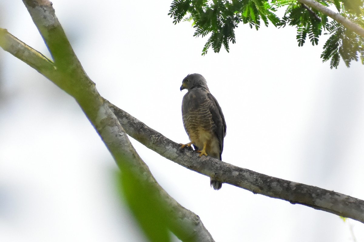 Roadside Hawk - ML619895859