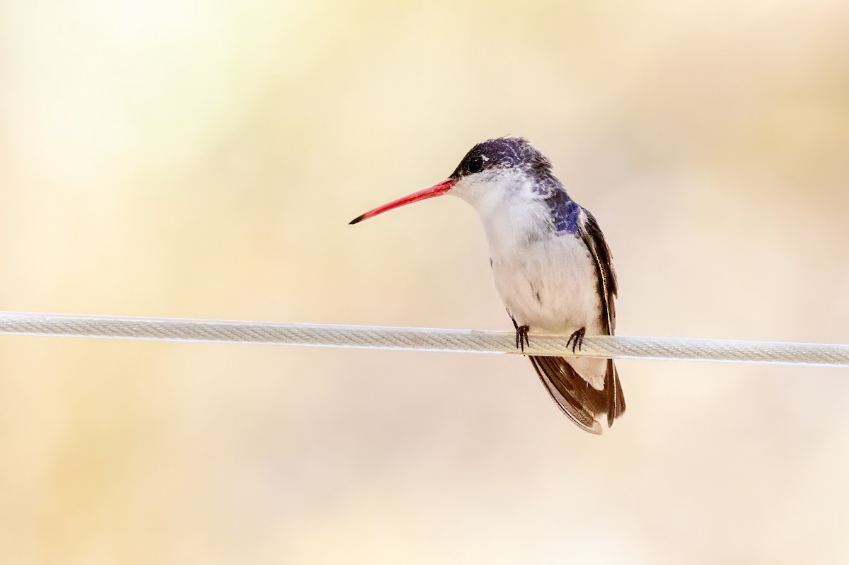 Violet-crowned Hummingbird - ML619895863