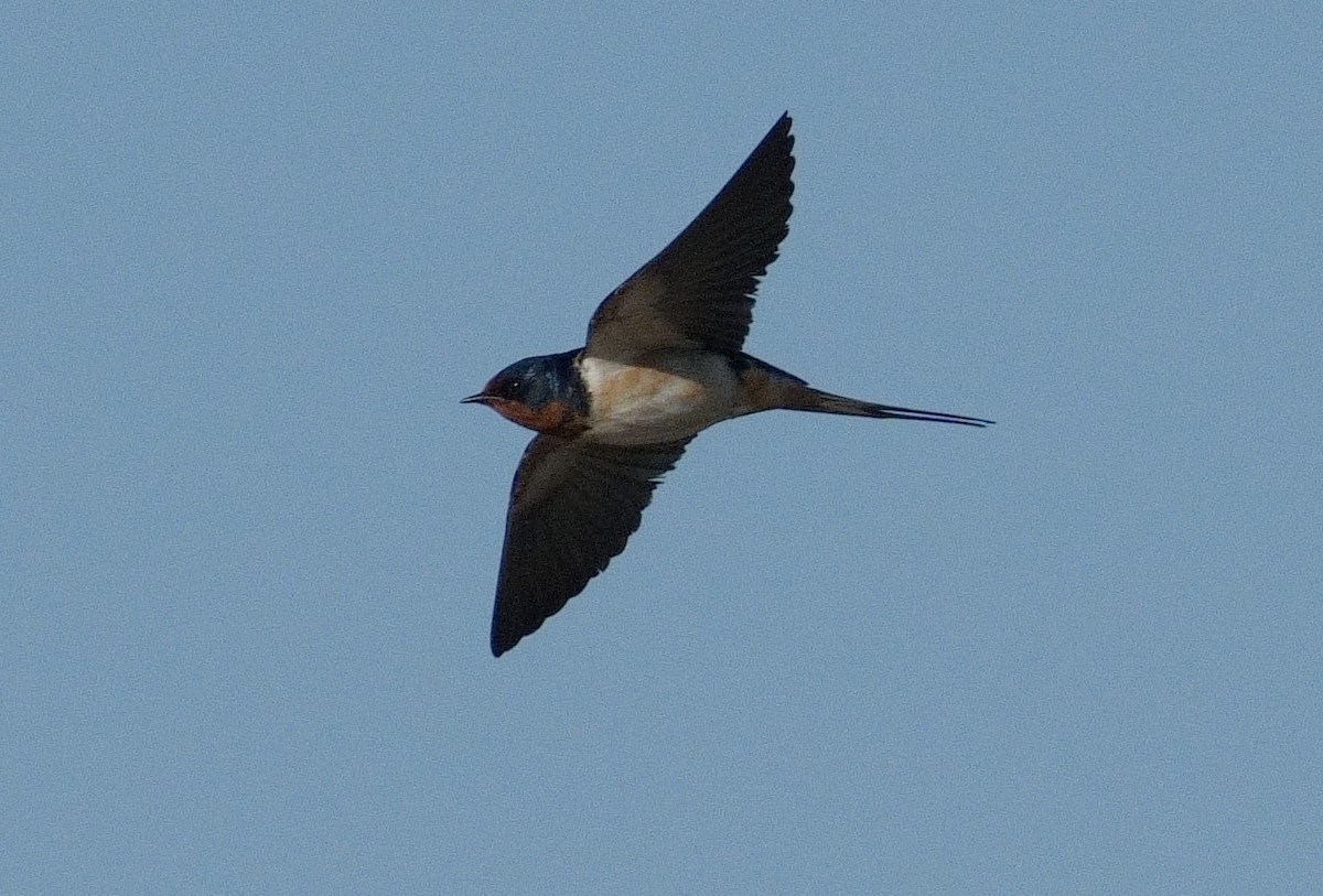 Barn Swallow - ML619895868