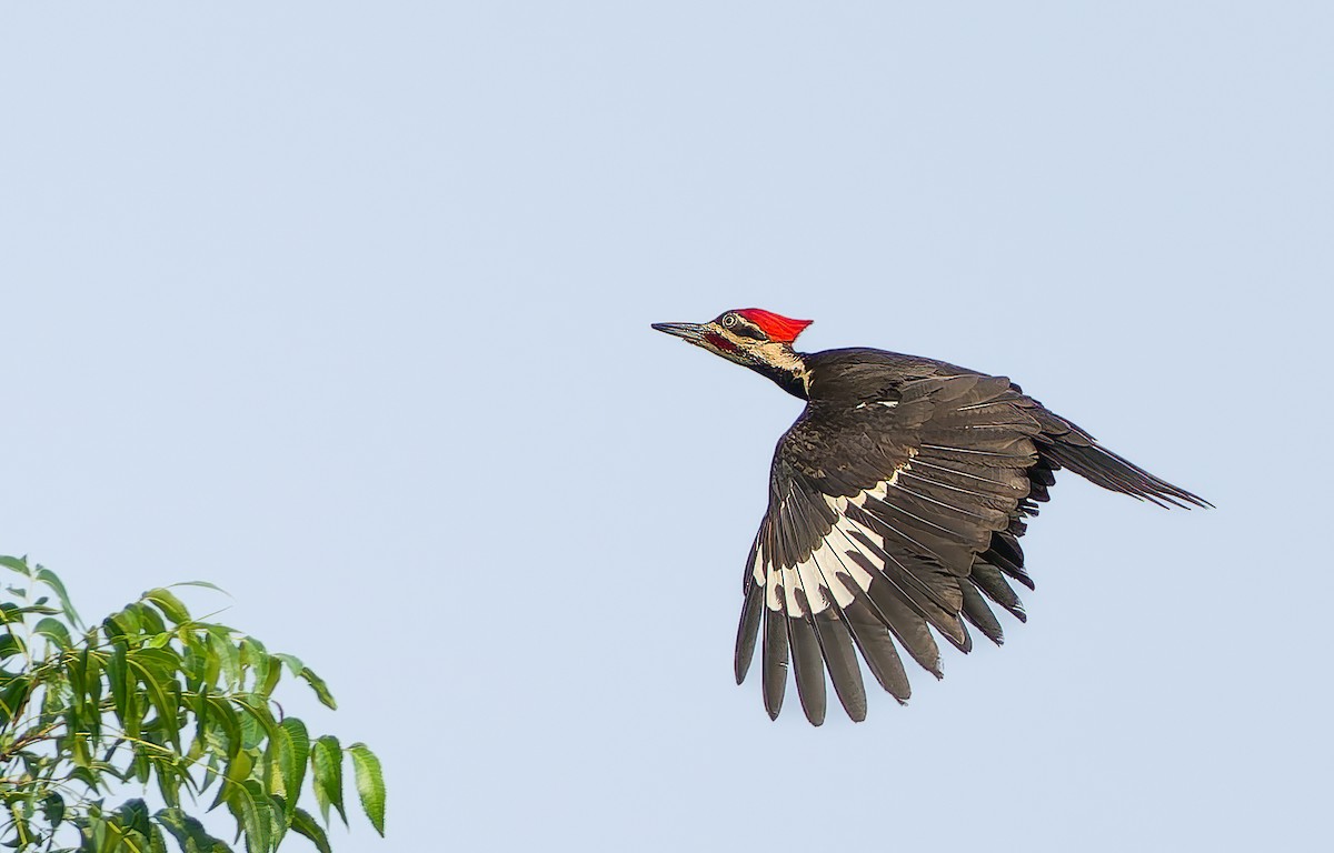 Pileated Woodpecker - ML619895869