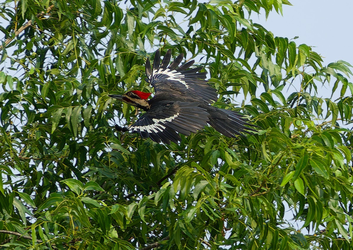 Pileated Woodpecker - ML619895871