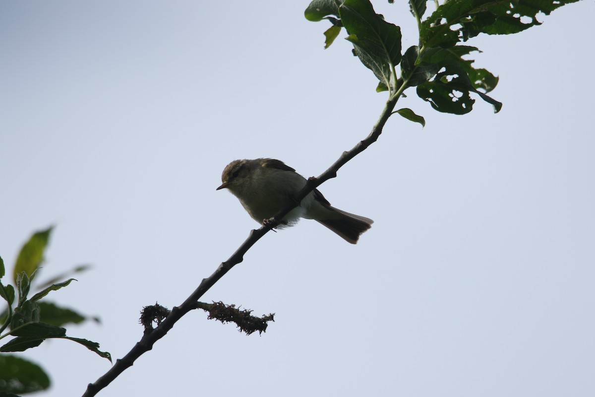 Common Chiffchaff - ML619895875