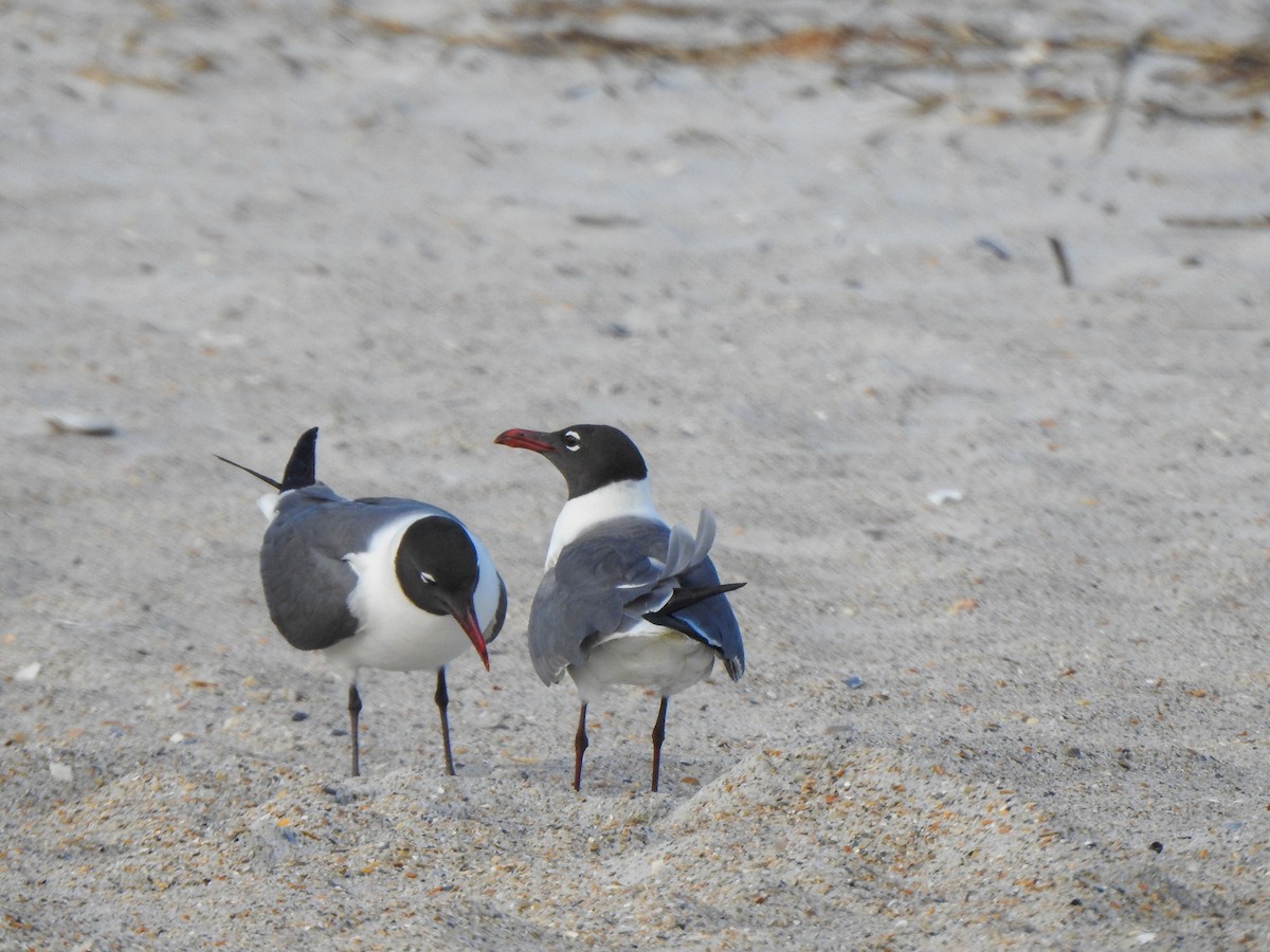 Mouette atricille - ML619895884