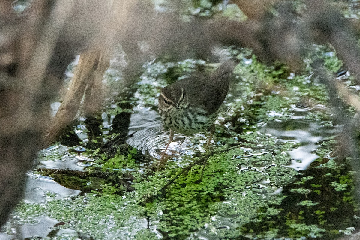 Northern Waterthrush - ML619895886