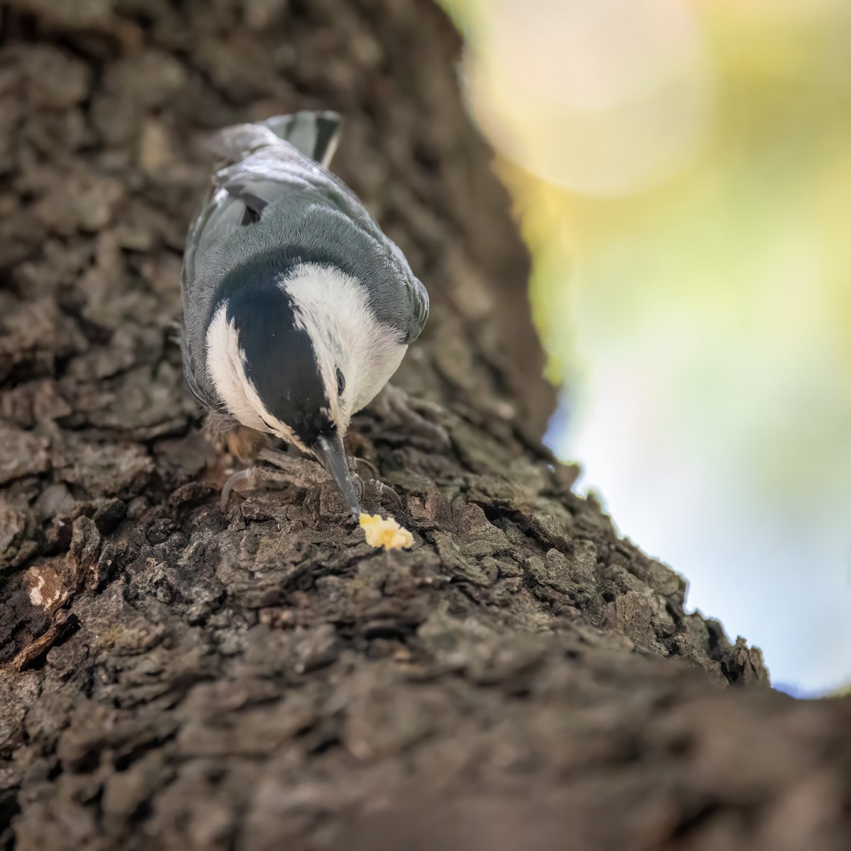 White-breasted Nuthatch - ML619895902