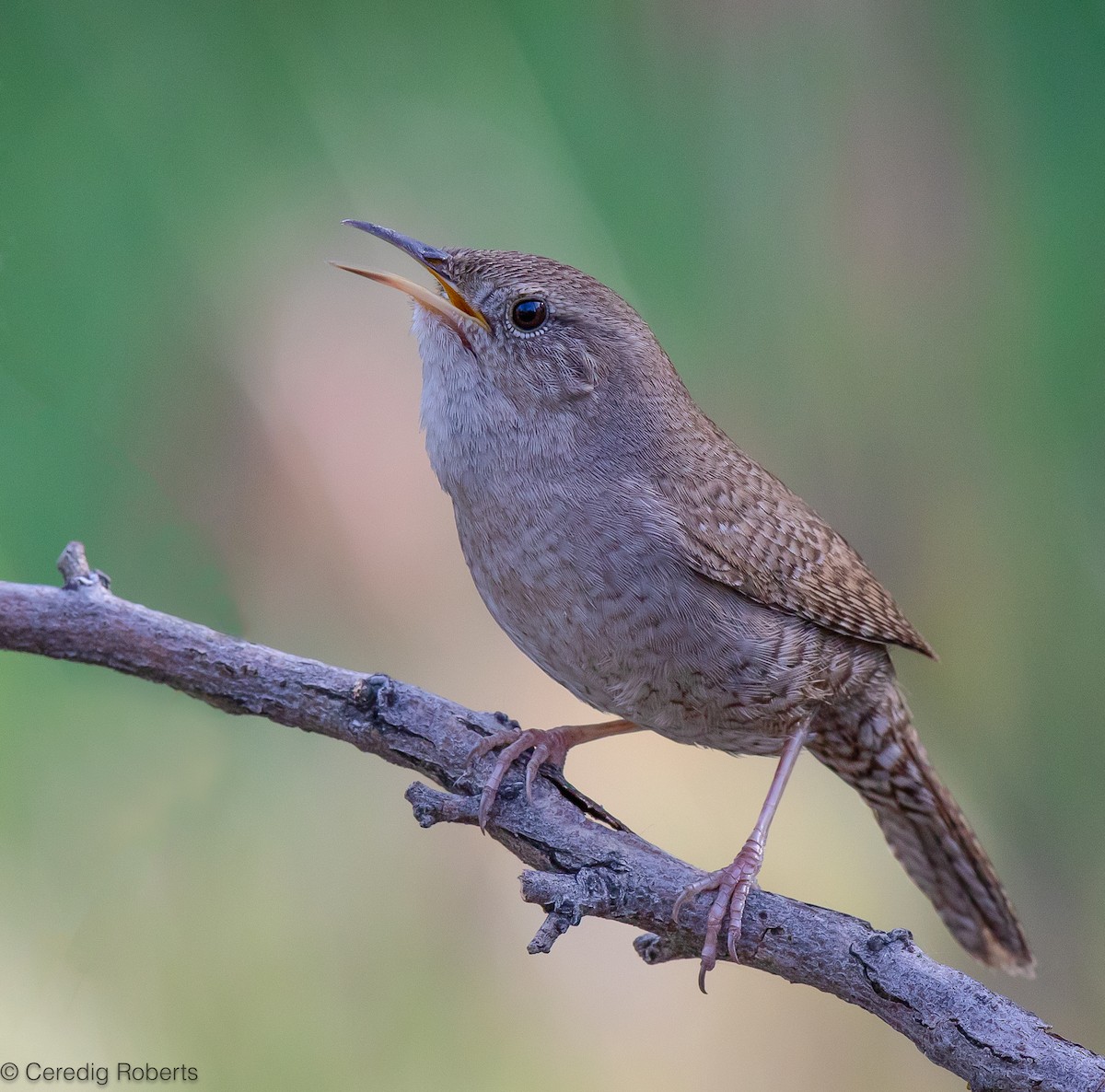 House Wren - Ceredig  Roberts