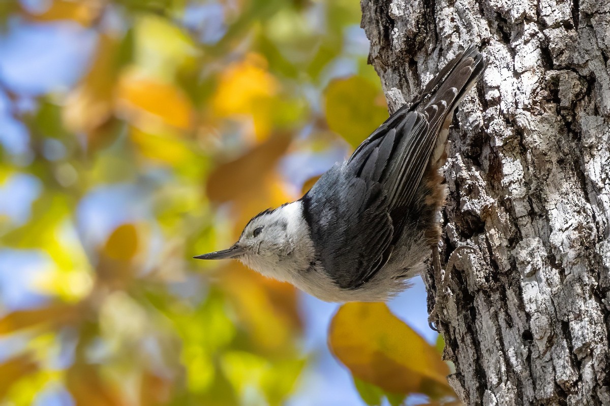 White-breasted Nuthatch - ML619895912
