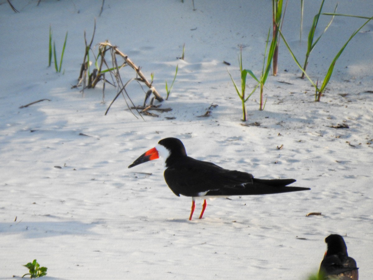 Black Skimmer - ML619895917