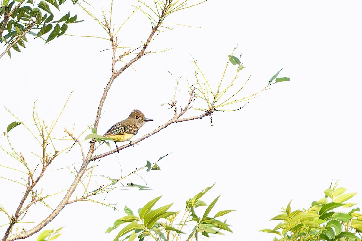 Great Crested Flycatcher - ML619895921