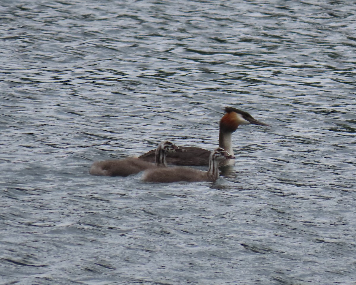 Great Crested Grebe - ML619895928