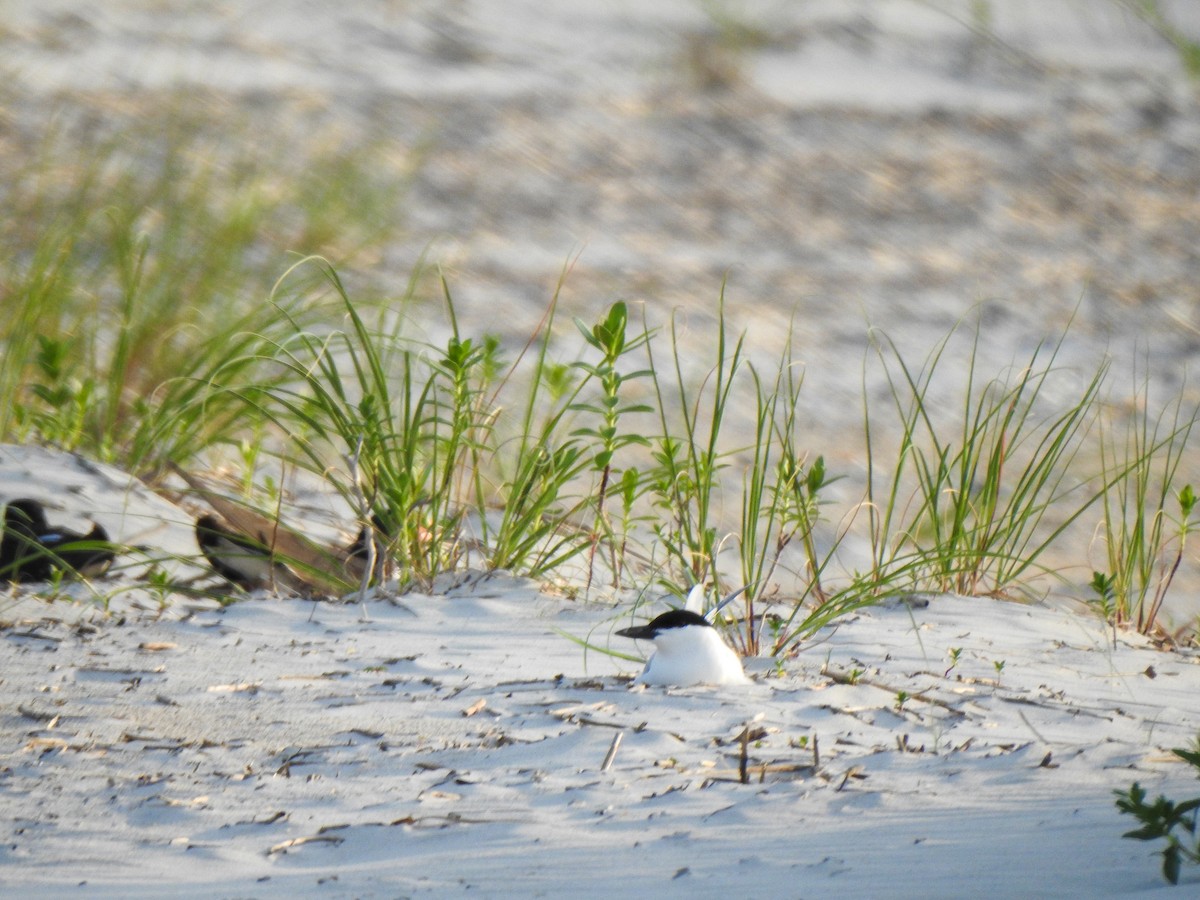 Gull-billed Tern - ML619895932