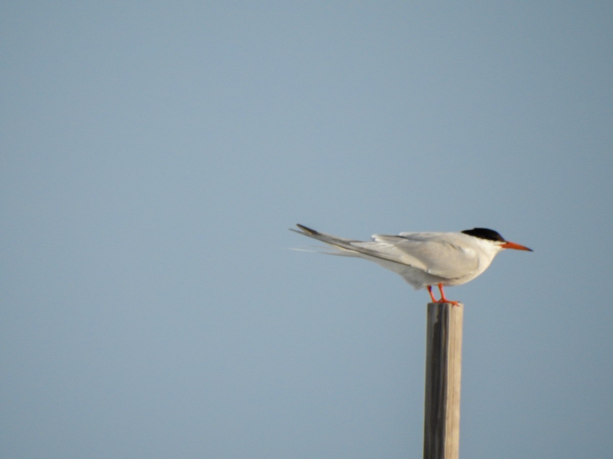 Common Tern - ML619895936