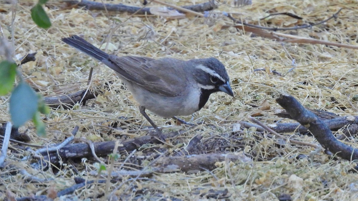 Black-throated Sparrow - ML619895942