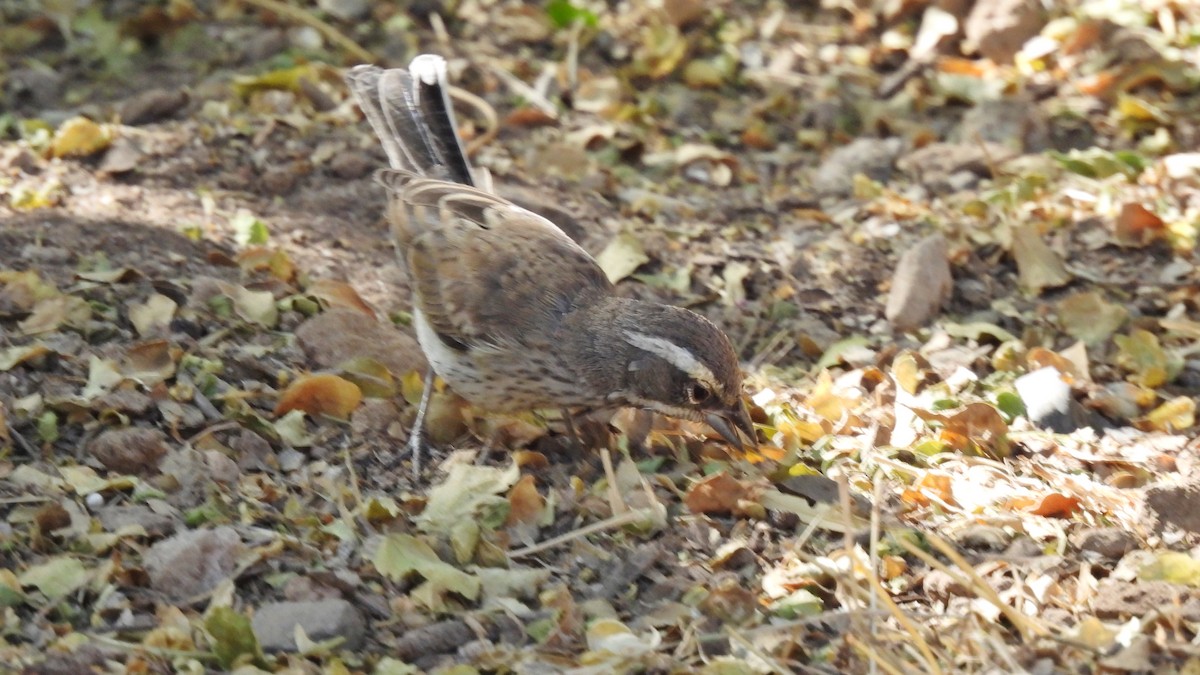 Black-throated Sparrow - ML619895943