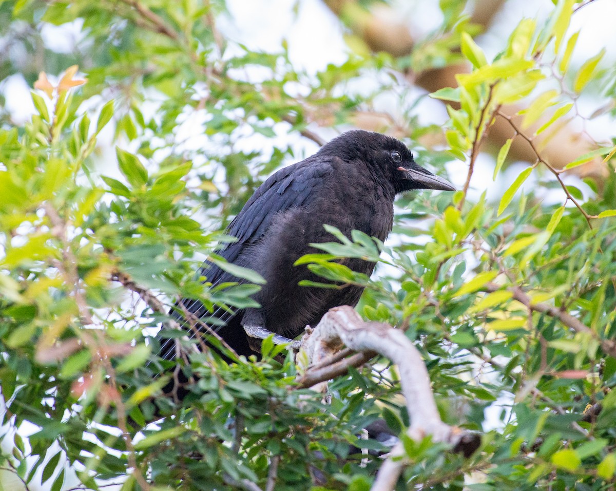 American Crow - ML619895953