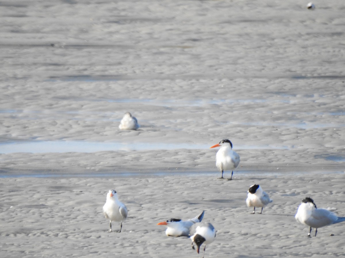 Royal Tern - ML619895956