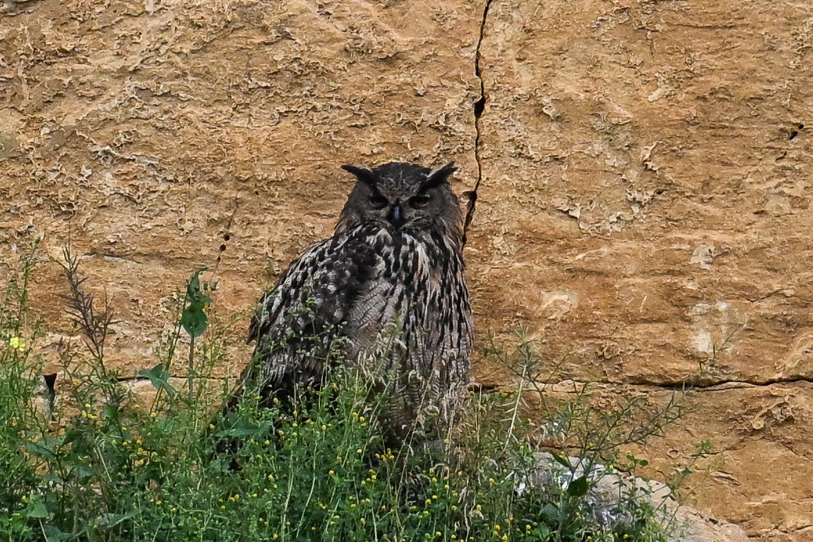 Eurasian Eagle-Owl - ML619895984