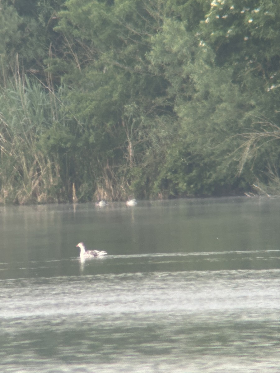 Graylag Goose - ML619895987