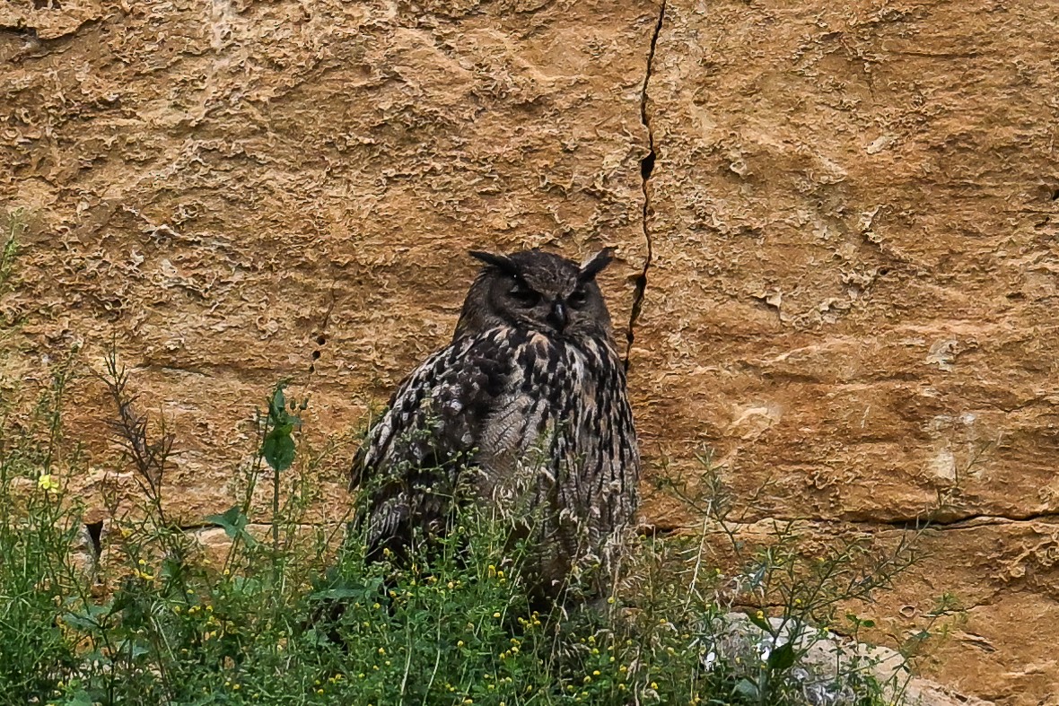 Eurasian Eagle-Owl - ML619895997