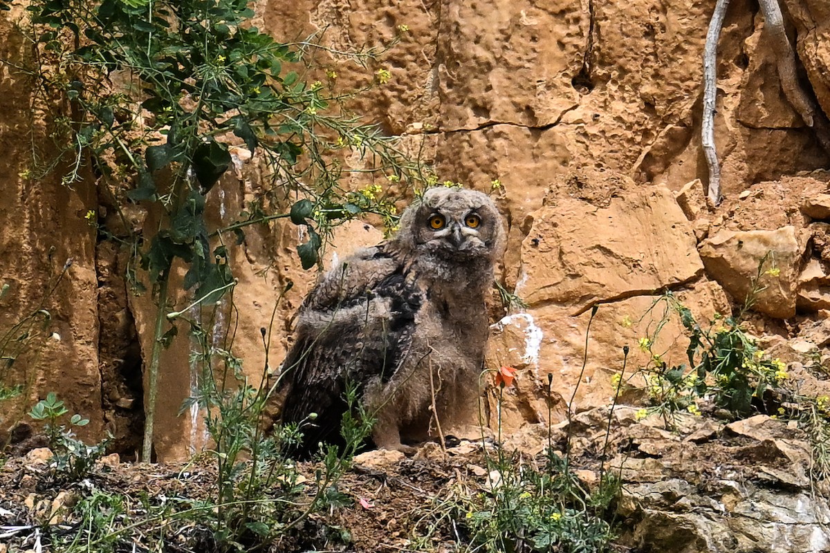 Eurasian Eagle-Owl - ML619896013