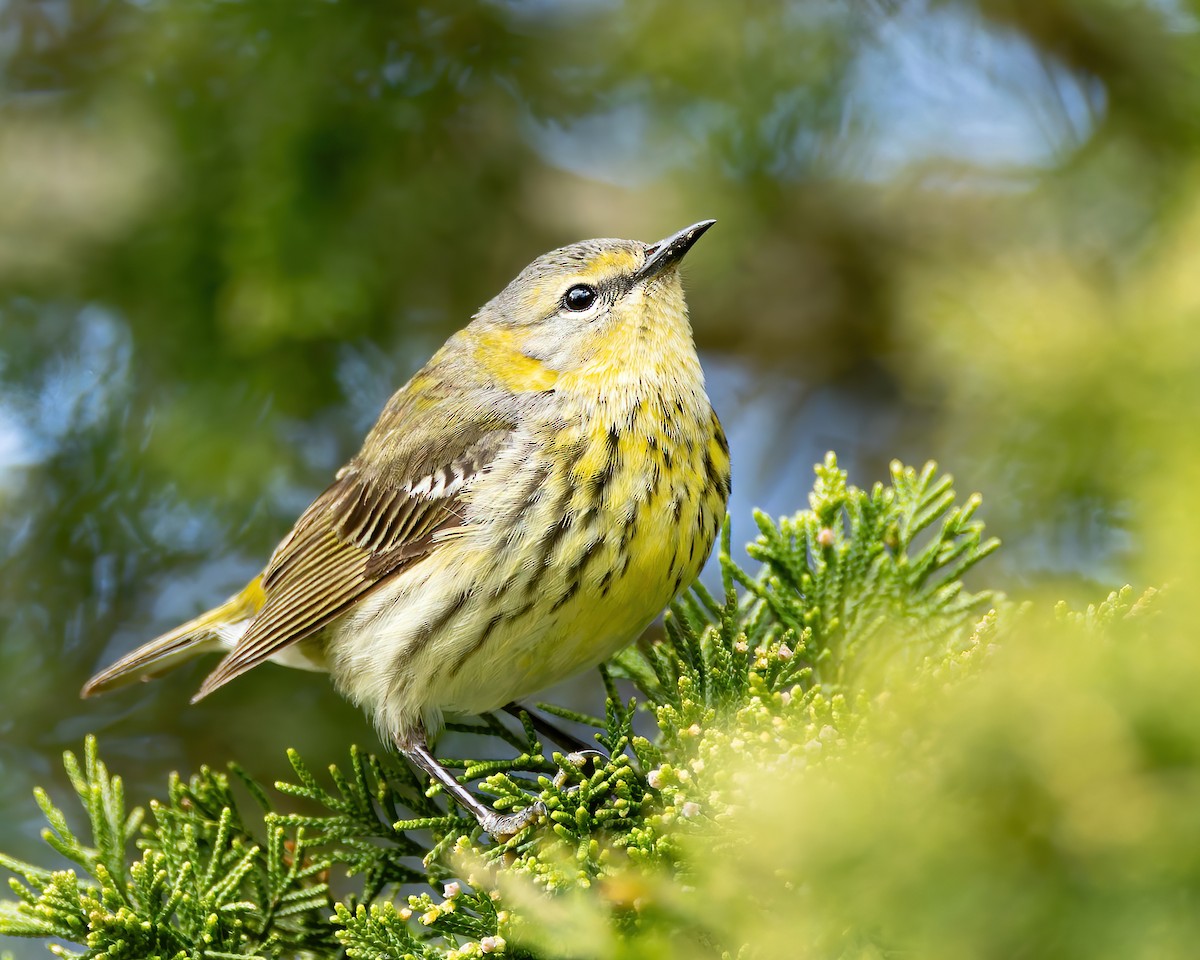 Cape May Warbler - ML619896018