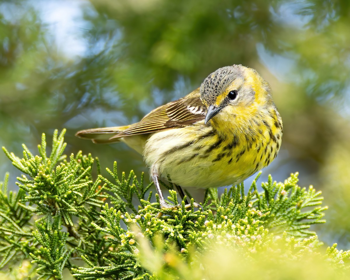 Cape May Warbler - ML619896019