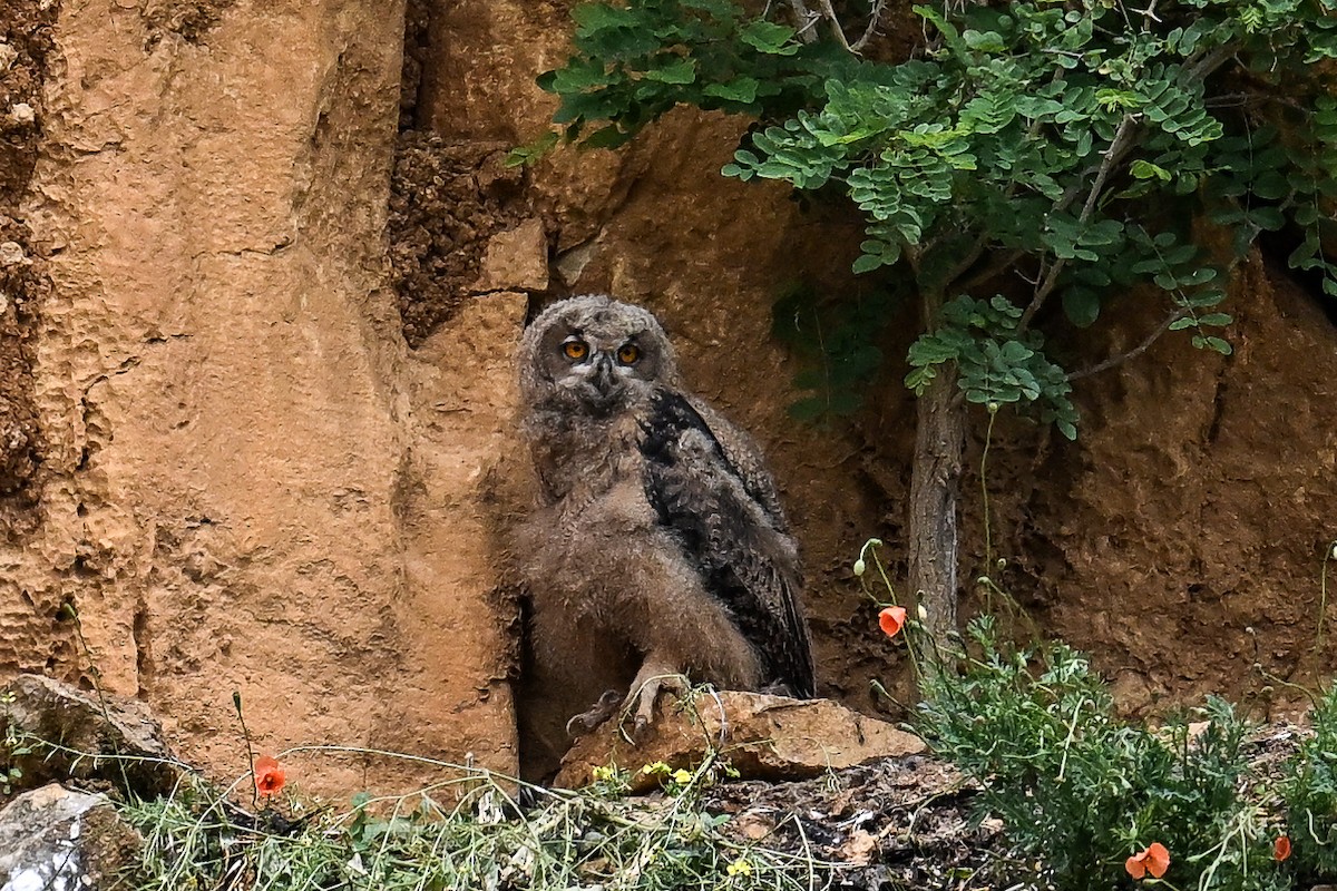 Eurasian Eagle-Owl - ML619896020