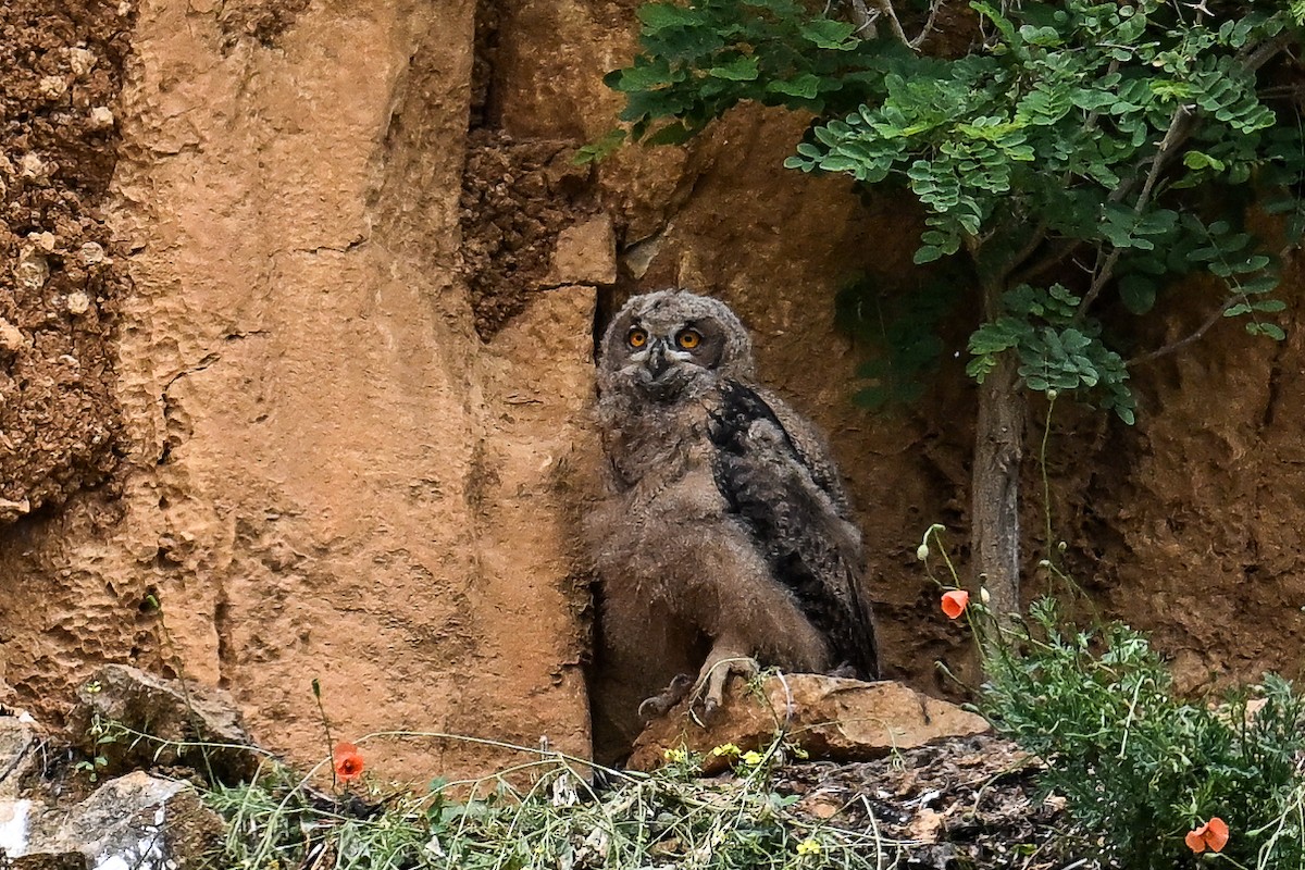 Eurasian Eagle-Owl - ML619896022