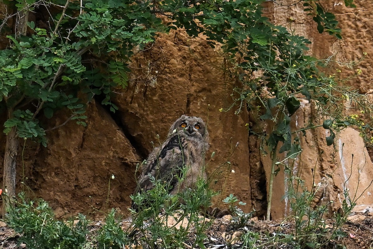 Eurasian Eagle-Owl - ML619896040