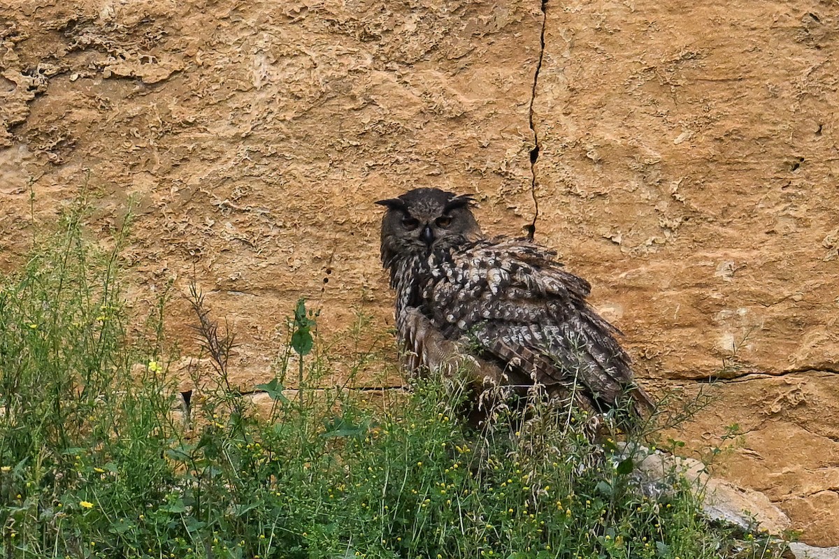 Eurasian Eagle-Owl - ML619896043